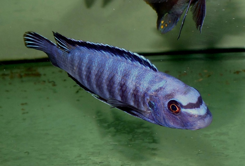 Labeotropheus trewavasae 'Higga Reef'